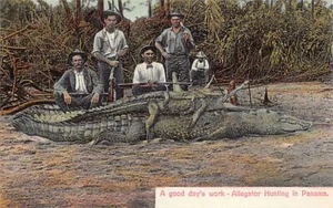 Panama - Una buona giornata di lavoro - Caccia all'alligatore - Publ. senza mano - Foto 1 di 2