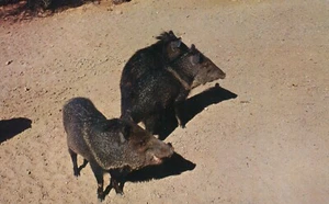 Collared Peccary or Javelina Only Native Wild Pig in US Found Southwest Postcard - Picture 1 of 2