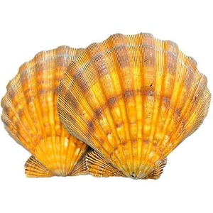 Löwentatze Jakobsmuschel Muschel - Bild 1 von 2