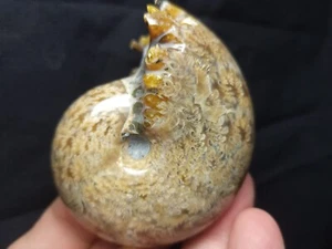 Ammonite Phylloceras Fossil from Madagascar 2.5" (137.5 gr.) - Picture 1 of 5