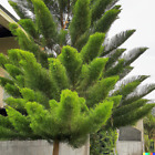 50+ Tropical Oak Tree Seeds (Casuarina cunninghamiana) | She-Oak, Bonsai