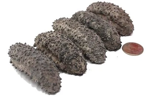 Bulk Wild Dried Surved Sea Cucumber Medium (Caught Mexico) 野生梅花腰參, 海参, 刺参 - Picture 1 of 3