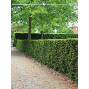 Gemeine Heimische Eibe Taxus baccata 30-40 cm. 10 Pflanzen. Sichtschutz Hecke - Bild 1 von 3