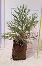 Sequoiadendron Giganteum (Giant Redwood/Wellingtonia) 50-60cm in a 12l pot