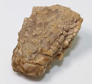 Crinoide, Pentaramicrinus nitidus, Karbon, Colbert County, Alabama, USA (eb4461) - Picture 1 of 6