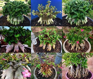 Adenium Arabicum " Mixed 9 TYPES " 505 Seeds RARE!! - Picture 1 of 6