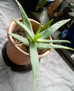 Echte Aloe Vera-Pflanze, ca. 25 cm hoch, eingetopft. Von den Kanaren - Bild 1 von 4