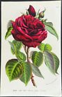 Van Houtte - Rose. 19 - 1845 Lithographie Flore des Serres