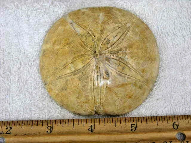 Dólar de arena fósil equinodermo Mioceno pulido SDCA06 Foto 1 de 1