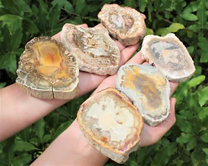Natural Petrified Wood Slabs 1.5 - 4" (Fossilized Wood, Polished Petrified Wood) - Picture 1 of 10