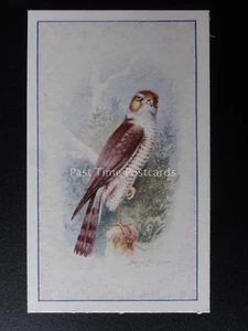 No.18 SPARROW HAWK - Birds (Series of 25) by P.J. Carroll & Co 1939 - Picture 1 of 1