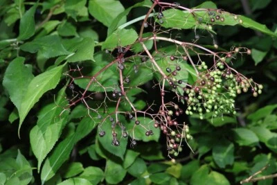 European Elderberry Seeds - Black Elderberry - (Sambucus Nigra) - Free Shipping - Image 1 of 4