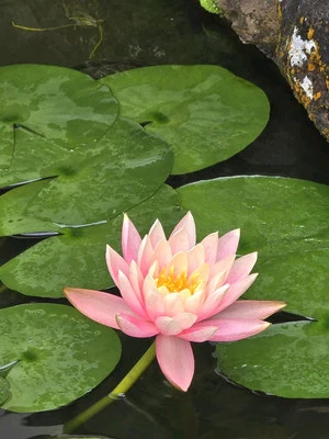 Live Nymphaea Hardy Hawaii Angelskin Waterlily Aquatic Pond Plant Tuber Rhizome - Image 1 of 4