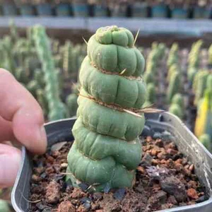 9-10 cm 1 pieza plántula Eulychnia Castanea plantación interior y exterior rara - Imagen 1 de 7