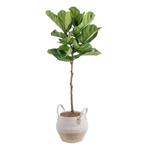 Fiddle Leaf Fig Ficus Lyrata Standard House Plant in 10 Inch(Es) Pot 1 -Pack - Picture 1 of 12