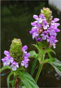 100+ HEAL-ALL Medicinal Herb Seeds (Prunella Vulgaris) All-Heal, Self Heal 05/25 - Picture 1 of 4