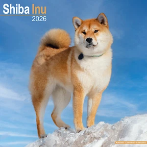 Shiba Inu 2026 Kalender | Hunderasse Geschenk Wand 15% RABATT MEHRFACHBESTELLUNGEN - Bild 1 von 8
