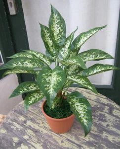 Künstliche Dieffenbachia im Topf Spitzenprodukt Kunstpflanze Monstera - Bild 1 von 2