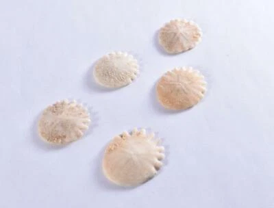 1 dólar premium pequeño equinoide fósil de mar erizo de mar heliophora - Plioceno  Foto 1 de 3