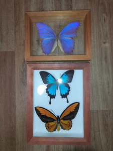 Schmetterlinge im Rahmen - Bild 1 von 5