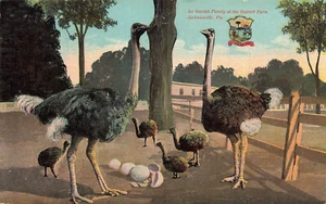 OSTRICH FAMILY AT OSTRICH FARM VINTAGE JACKSONVILLE FL DREW CO POSTCARD 100423 S - Picture 1 of 2