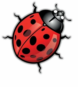 Coccinellidae Ladybird Ladybug lady beetle Car Bumper Window Sticker Decal 4"X5" - Picture 1 of 1