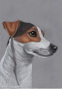 Original colour pencil artwork picture Energetic Jack Russell Terrier Dog - Picture 1 of 3