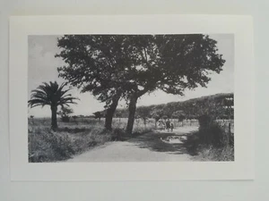 Ritaglio Foto Illustrazione FREGENE Via Cervia Tratto Verso la Pineta - Picture 1 of 1