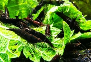 10 +1 Black Chocolate - Freshwater Neocaridina Aquarium Shrimp. Live Guarantee - Picture 1 of 2
