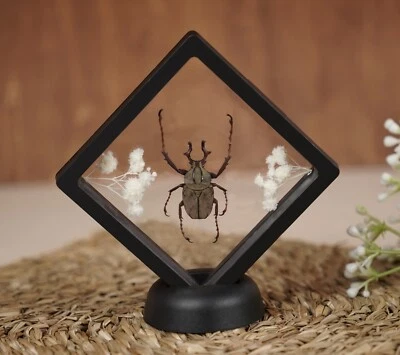 Real Beetle Framed Insect Taxidermy Display Box Art Gothic Home Decor - Image 1 of 4