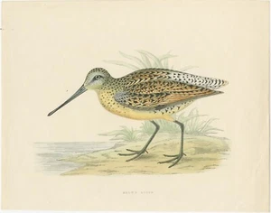 Original Antique Bird Print of a Brown Snipe - Picture 1 of 1