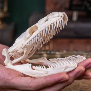 Real Python skull, 10 cm snake skeleton, snake taxidermy bone, boa anaconda - Picture 1 of 8