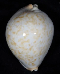 CYPRAEA JEANIANA AURATA BIG - Picture 1 of 6