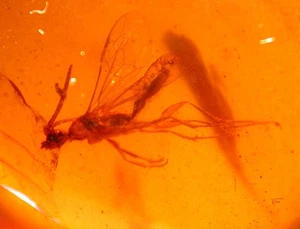 Beautiful Large Cretaceous Wasp in Burmese Amber Fossil from Dinosaur Age - Picture 1 of 11