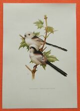 Schwanzmeise Aegithalos caudatus Farbdruck 1976 Ornithologie