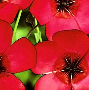Saatgut 200-2000 Samen Lein leuchtend blutrot 30-50cm großblumig rot Sommerblume