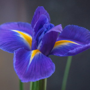Unique Xiphoid Iris Seed Set - 5 High-Quality Flower Seeds for Home Gardening