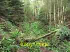 Photo 6x4 Quarry workings, Beecraigs Linlithgow Trees have fallen over th c2011