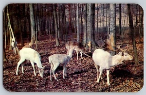 Postcard - Santa's Deer - Santa Claus Land, Indiana - Picture 1 of 2