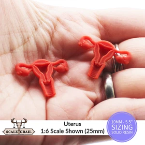 Gebärmutter Replik menschliche Anatomie Miniatur von The Scale Grail - 10 mm bis 5,5" Größen - Bild 1 von 5