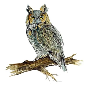 Horned Owl Bird High Quality Graphic Art Decal Truck Car Cooler Cup Wall Gift  - Picture 1 of 1