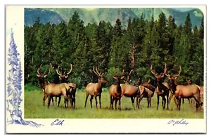 Fornello Wapiti Alce - Foto 1 di 2