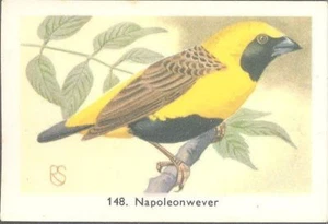 Rizla (NL) - Exotic Aviary Birds, Series III - 148 - Napoleon Weaver - Picture 1 of 2