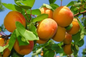 4 x Sweet & Juicy Apricot Tree Seeds (Prunus armeniaca) - Picture 1 of 4