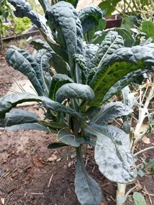 12x Samen Toskanischer Kohl (Cavolo Nero)  Schwarzkohl  Gemüse-Same Winterhart - Bild 1 von 3