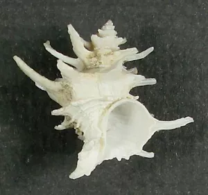BABELOMUREX SPINOSUS 23,66 mm HERMOSA MUESTRA de Japón - Imagen 1 de 2