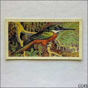 Brooke Bond Tea Card Tropical Birds 1961 #22 Rufous Red Tailed Jacamar (CC45)