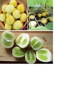 Crystal Lemon Cucumber Seeds | 20+ | Non GMO | Sweet Taste | Same Day Dispatch - Picture 1 of 7