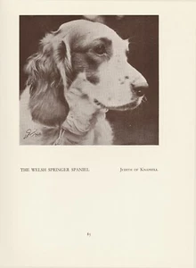 WELSH SPRINGER SPANIEL HEAD STUDY OLD VINTAGE 1934 NAMED DOG PRINT  - Picture 1 of 1