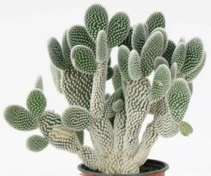 Opuntia macrocentra "Sapphire Wave" Cactus Seeds (100 Seeds) - Picture 1 of 6